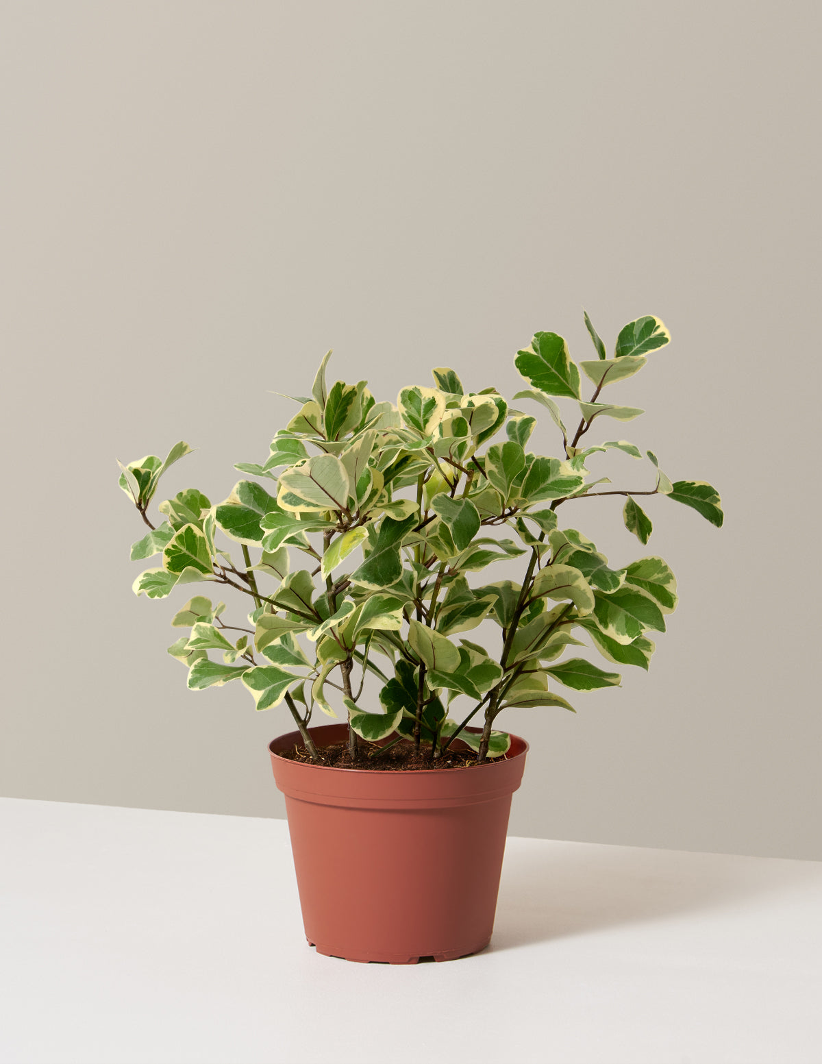 Alacalı Ficus Triangularis