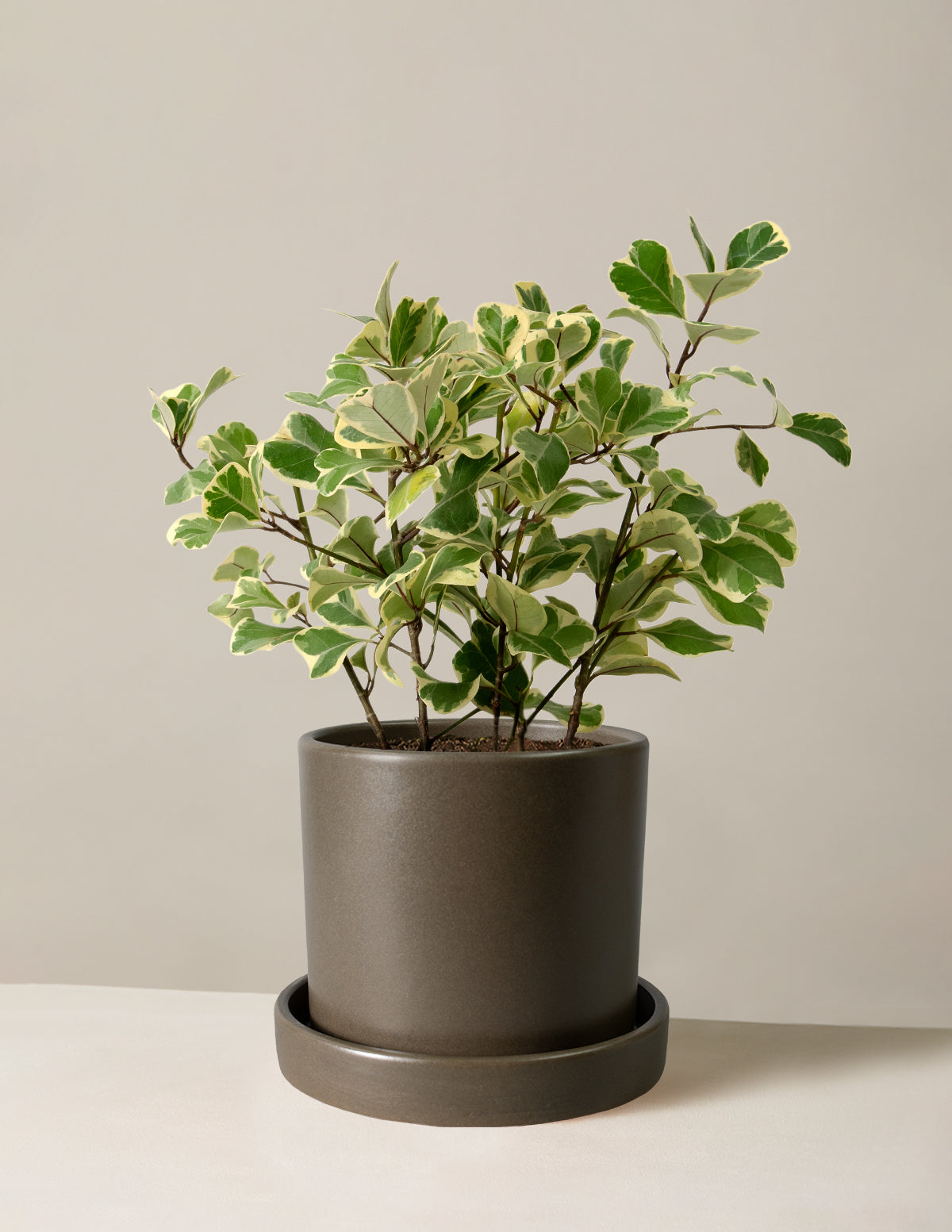 Alacalı Ficus Triangularis