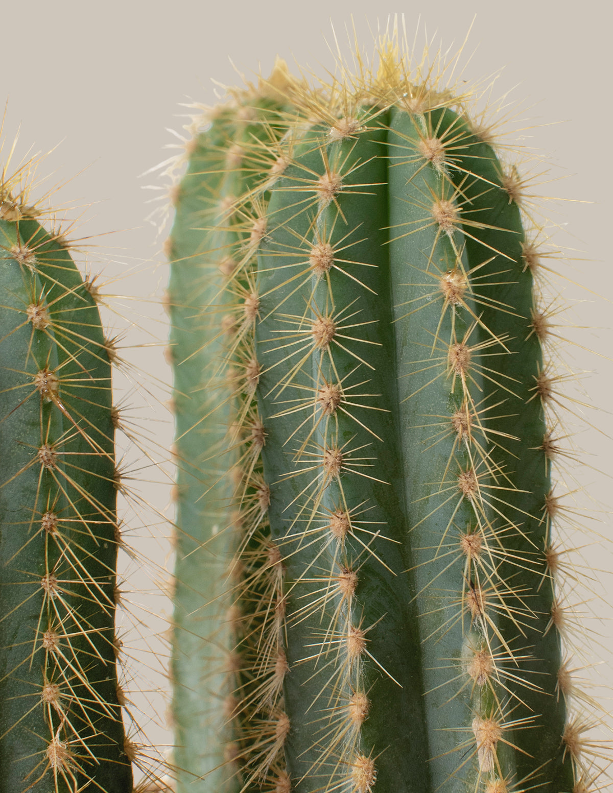 Sütun Kaktüs (Column Cactus)