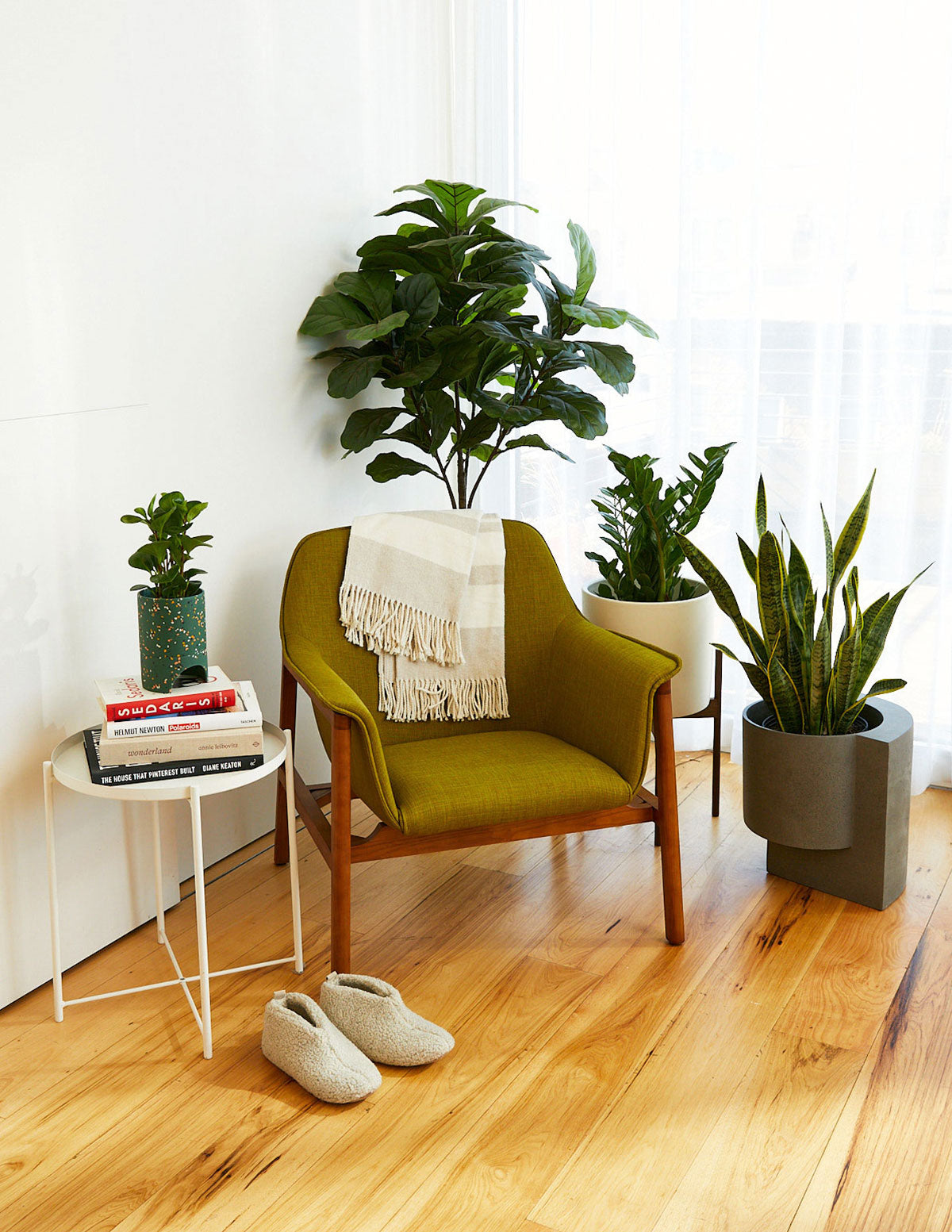 Yapay Deve Tabanı (Fiddle Leaf Fig) Ağacı