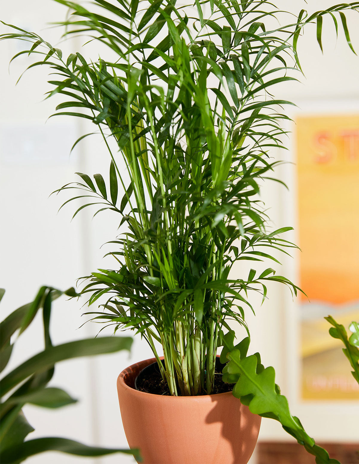 Parlor Palm (Salon Palmiyesi)