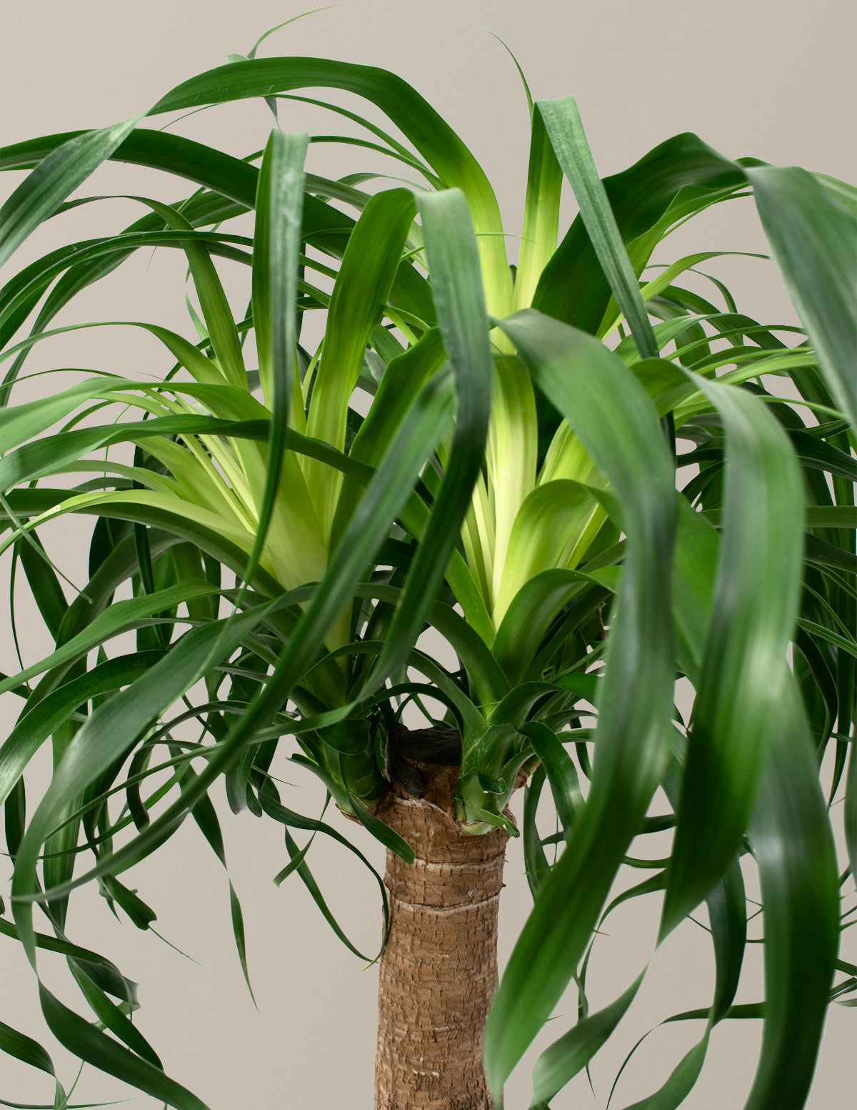 Ponytail Palm (Beaucarnea recurvata)
