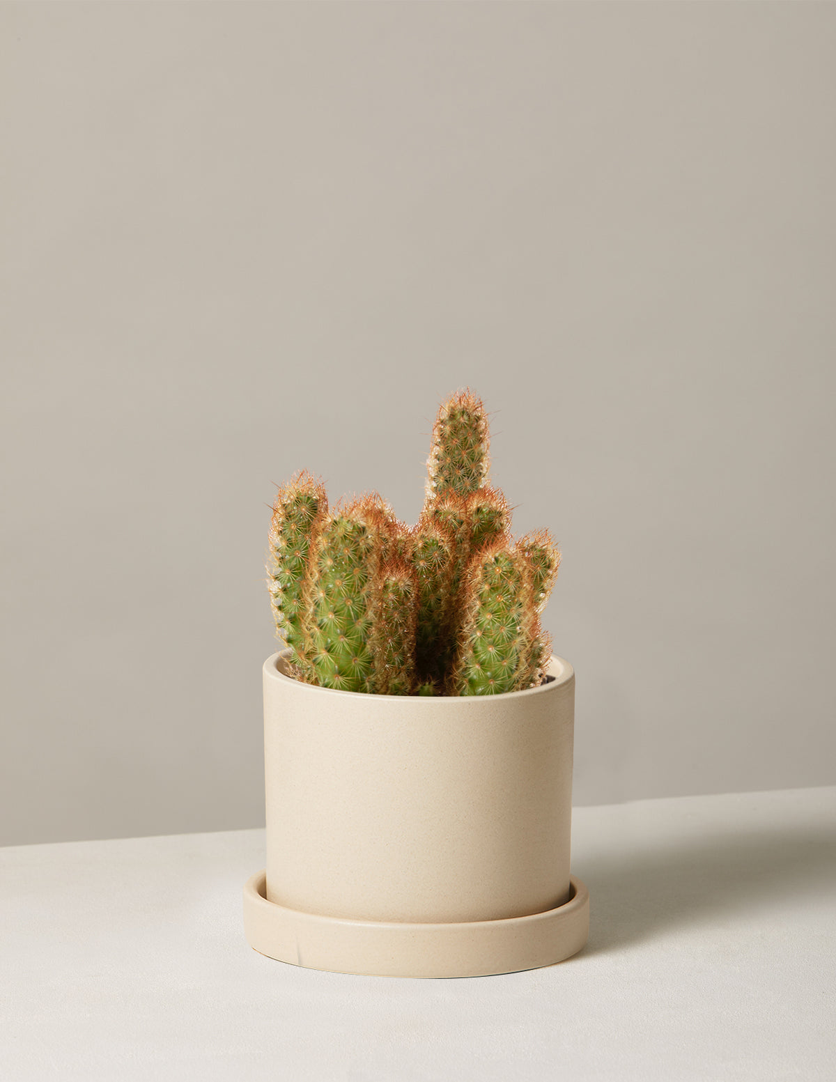 Ladyfinger Kaktüsü (Mammillaria elongata)