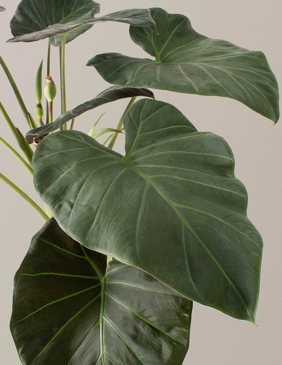 Büyük Alocasia Regal Shield