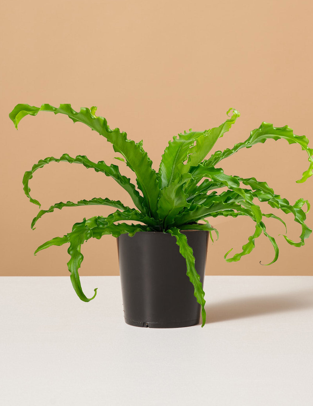 Kuş Yuvası Eğrelti Otu (Bird's Nest Fern)