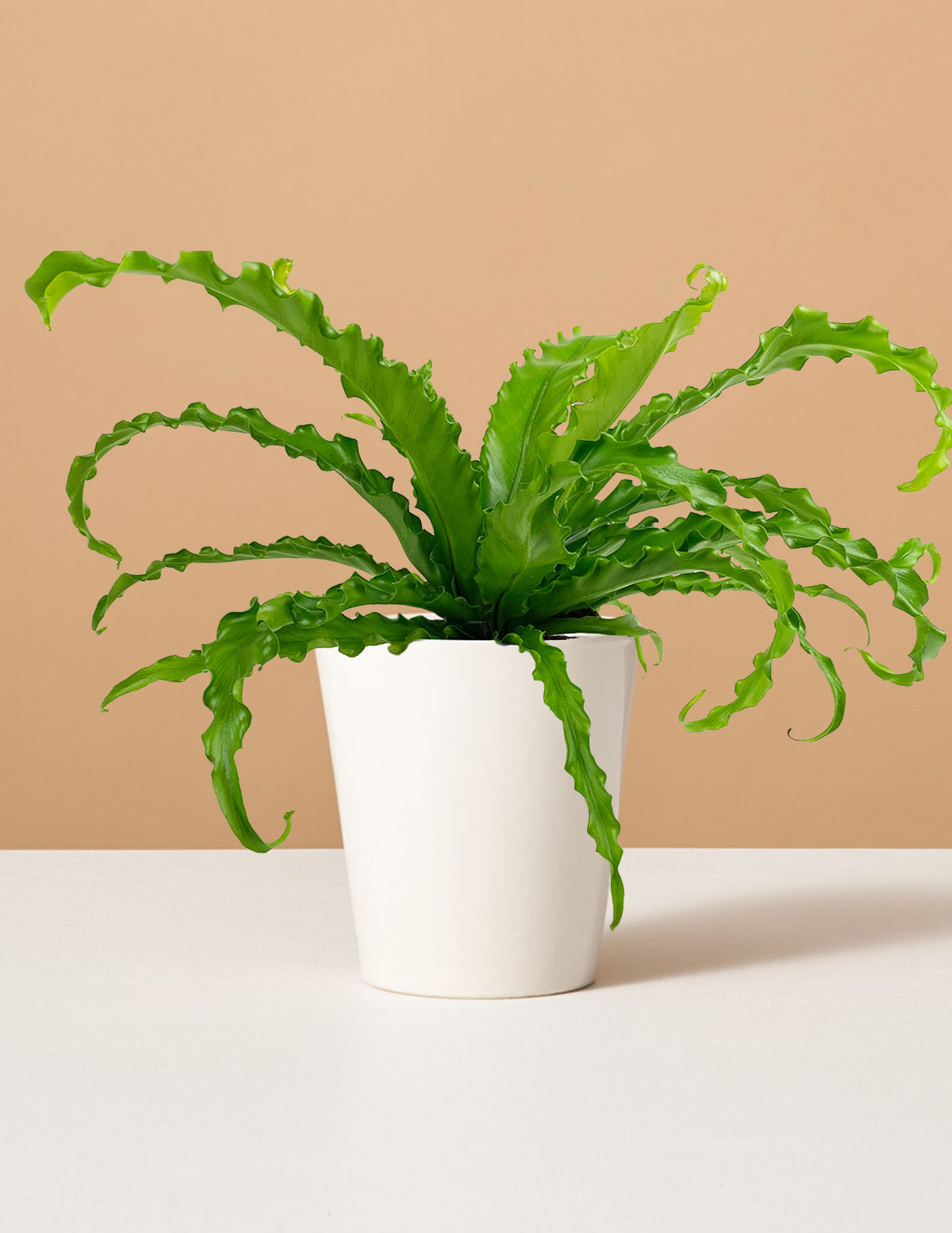 Kuş Yuvası Eğrelti Otu (Bird's Nest Fern)