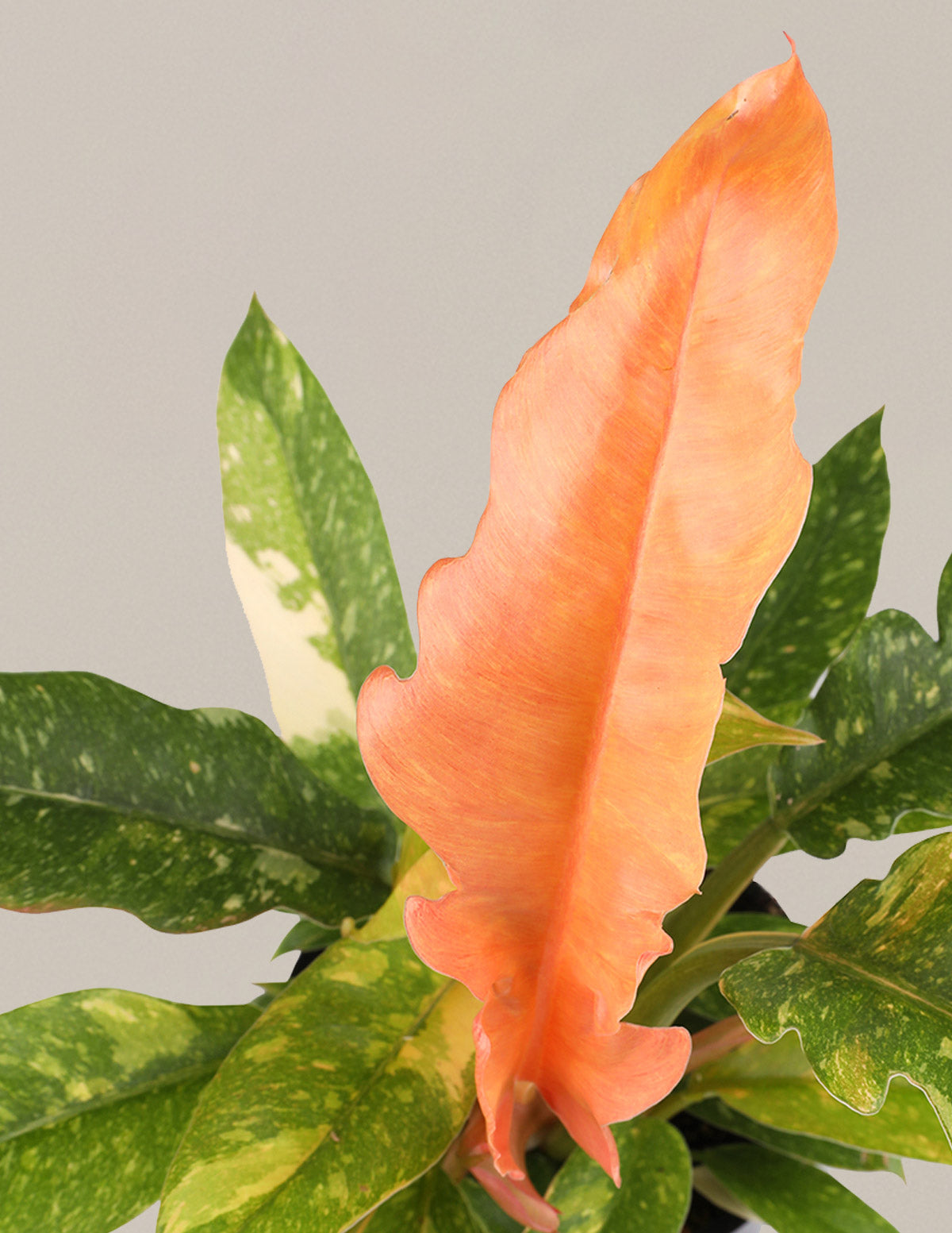 Fancy Philodendron Parti Paketi