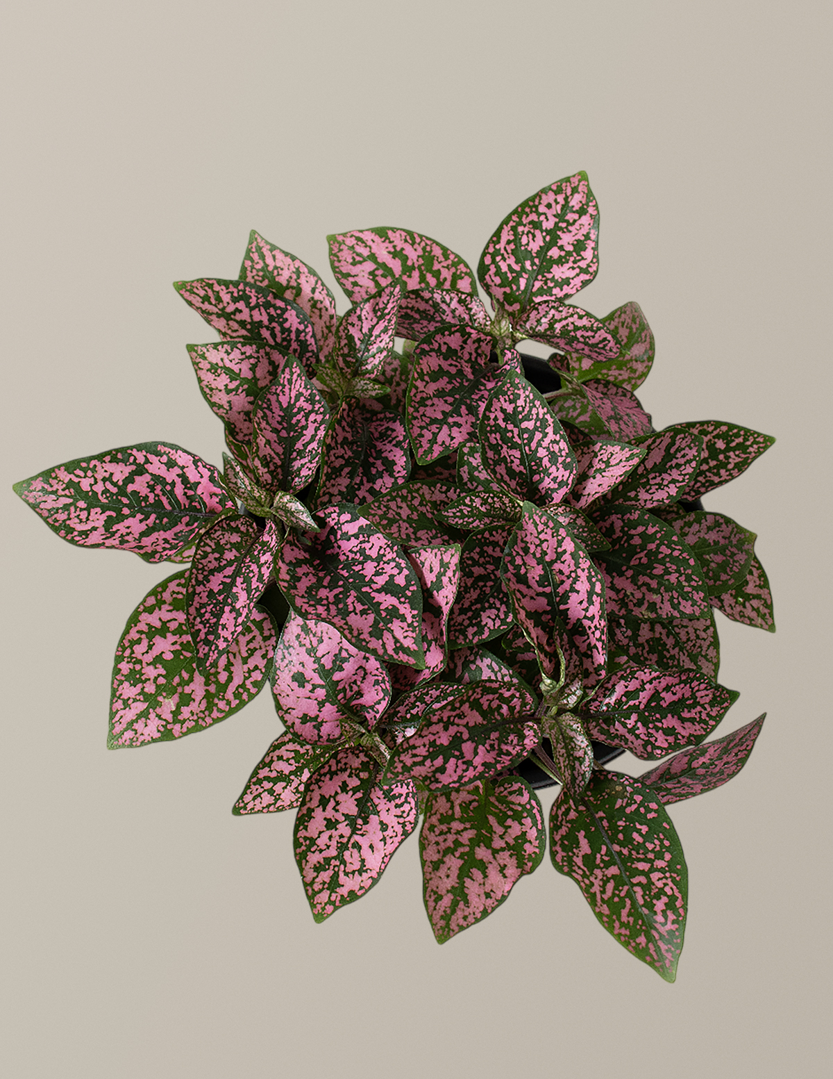 Pembe Benekli Bitki (Pink Polka Dot Plant)