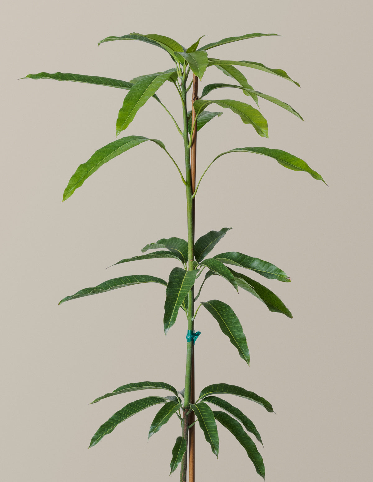Soursop (Guanabana) Ağacı