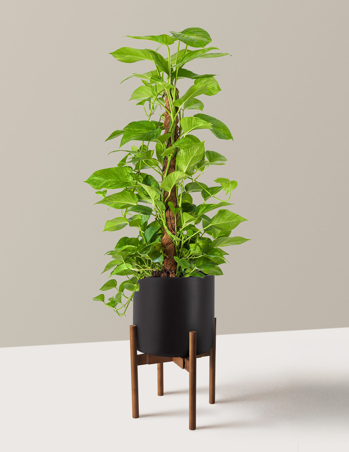 Golden Pothos