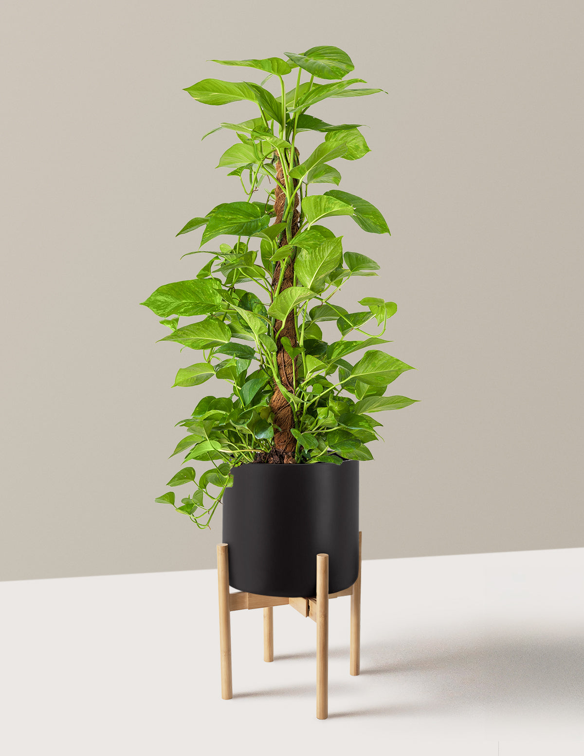Golden Pothos