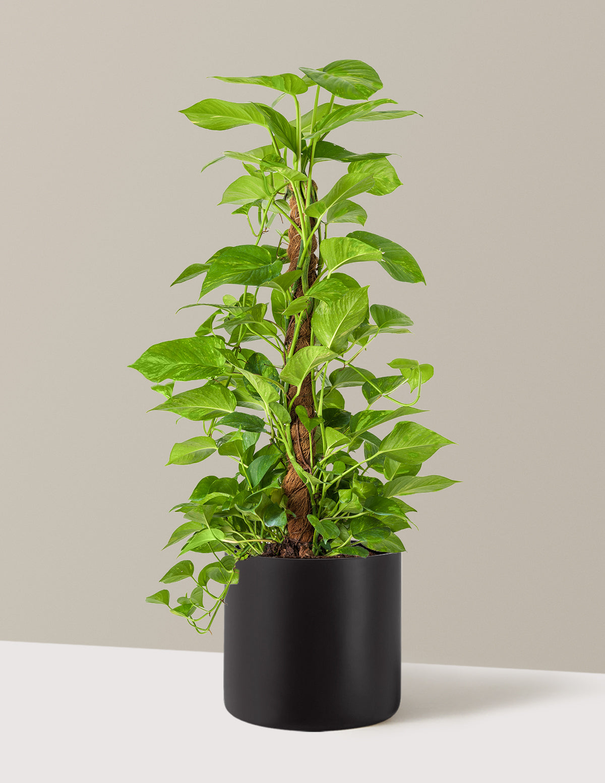 Golden Pothos