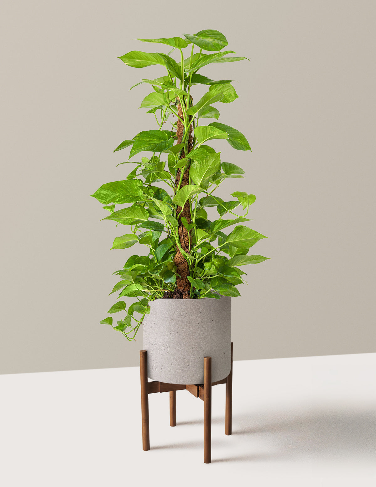 Golden Pothos