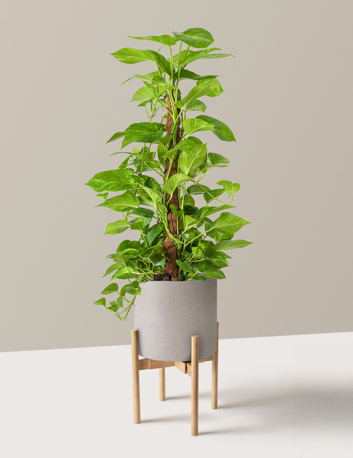 Golden Pothos