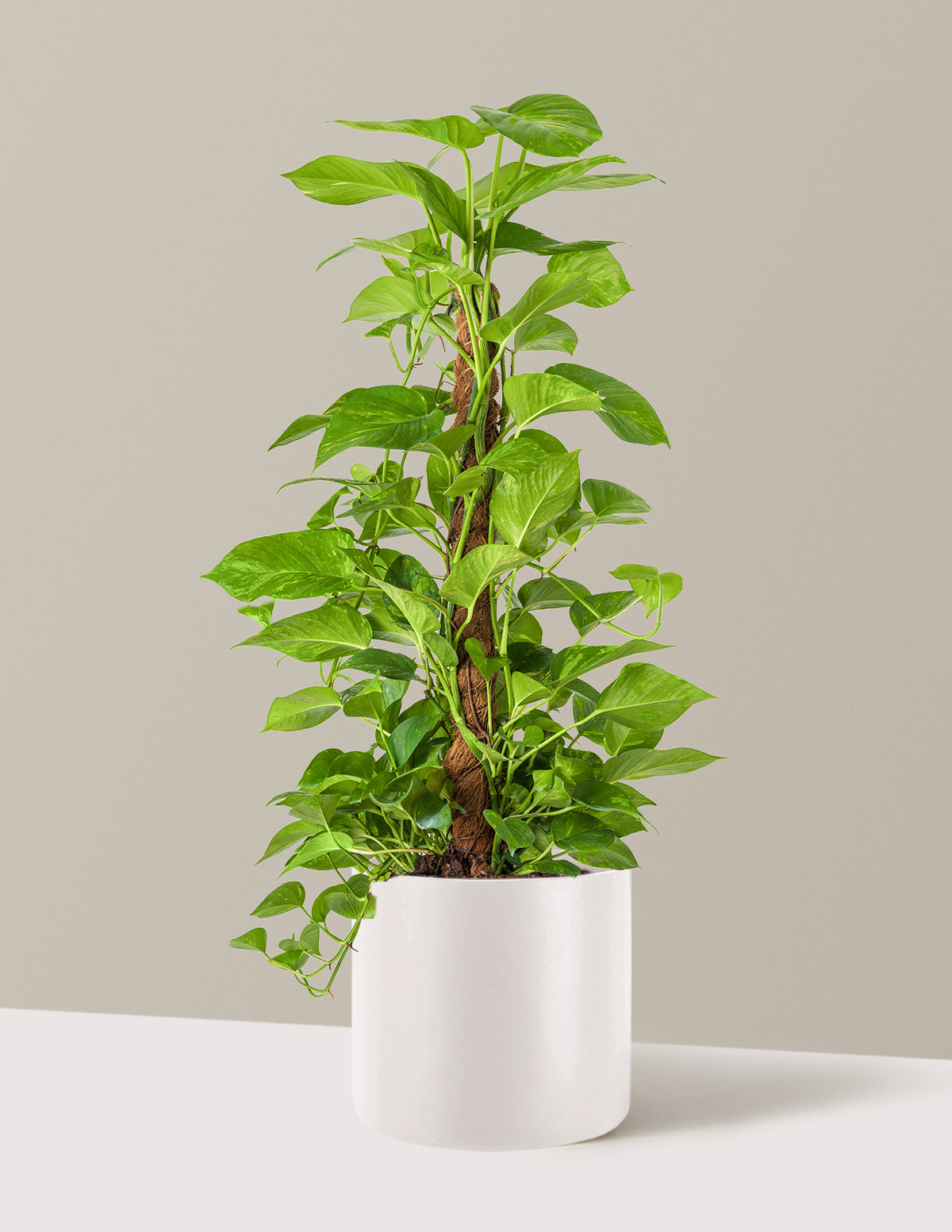 Golden Pothos