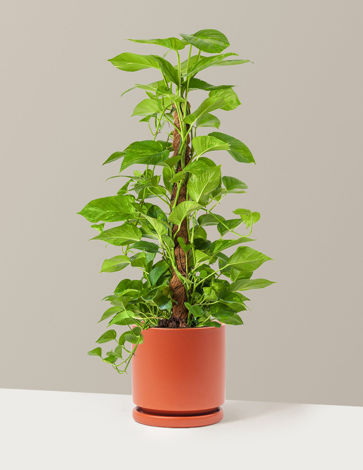 Golden Pothos Totem