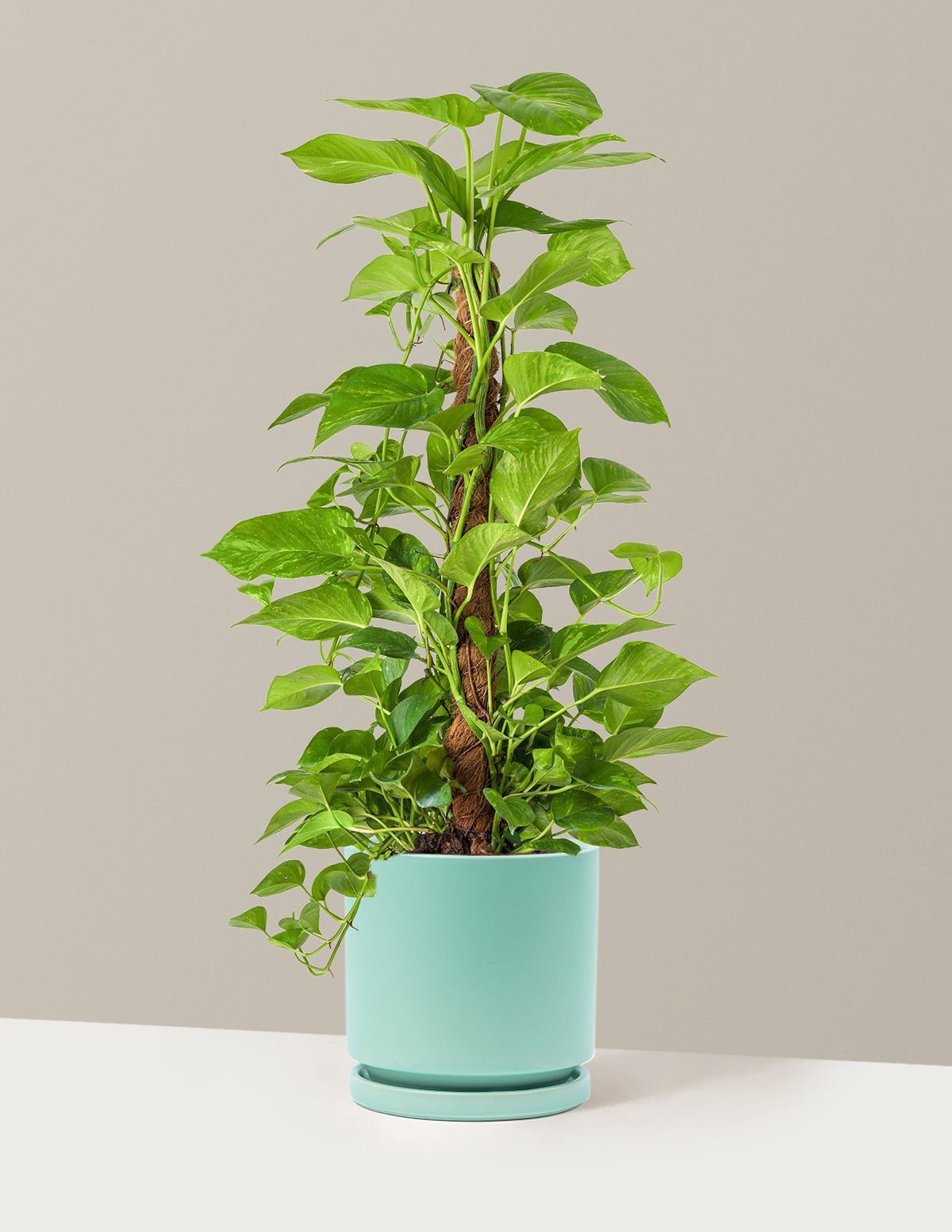 Golden Pothos Totem