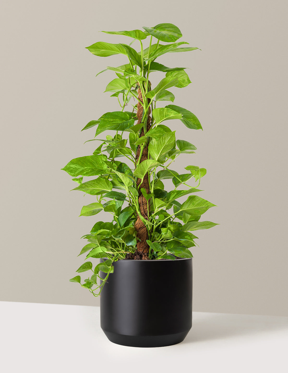 Golden Pothos