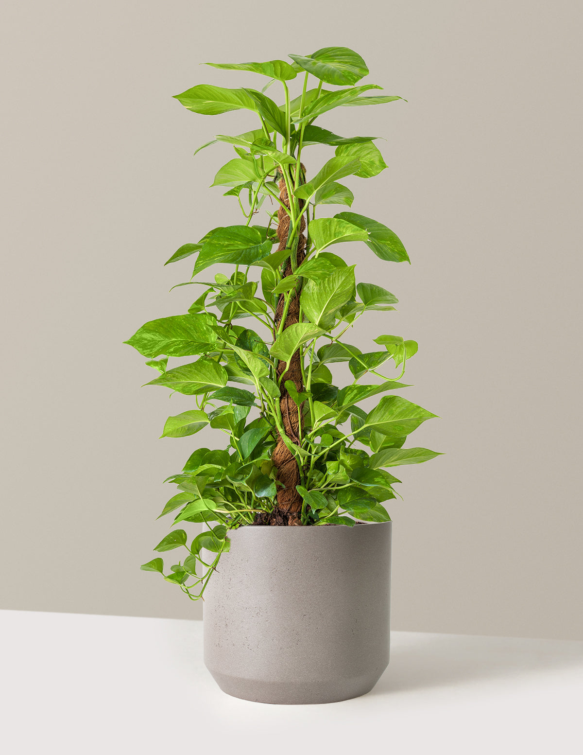 Golden Pothos