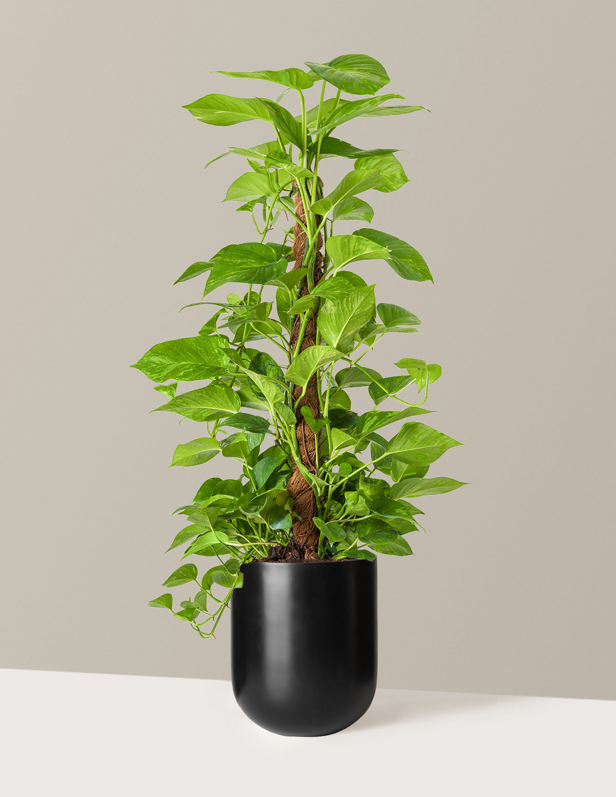 Golden Pothos