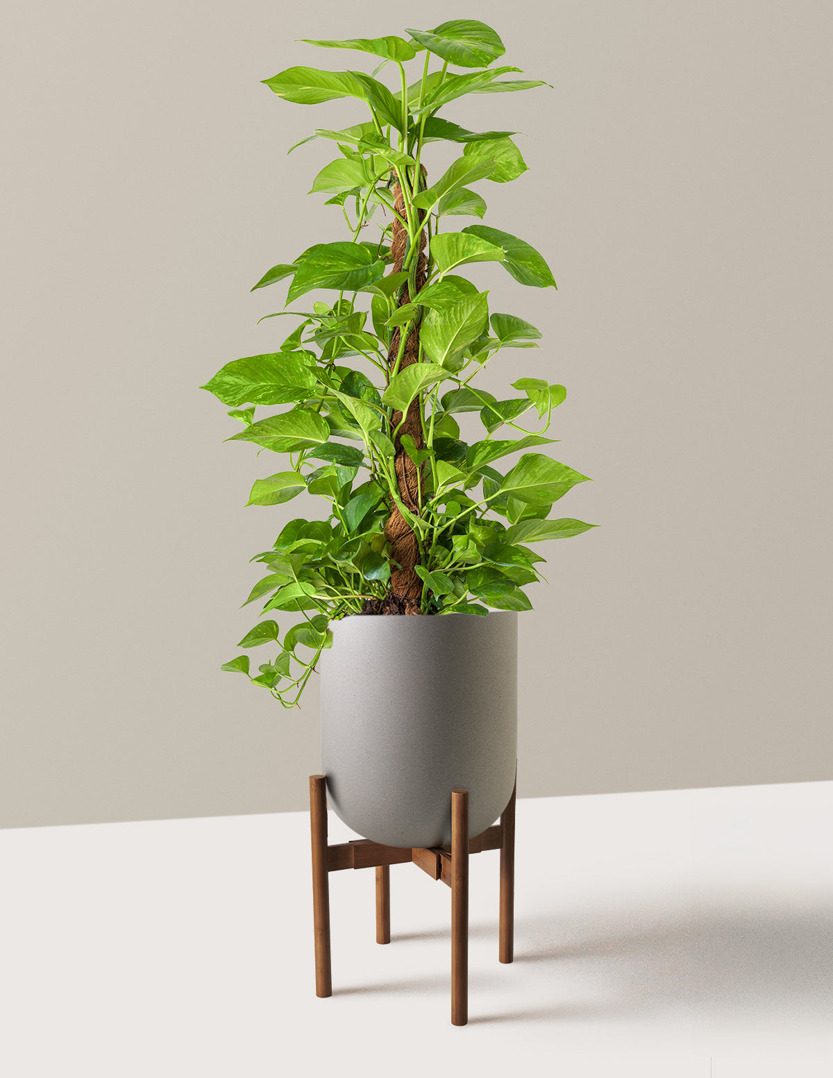 Golden Pothos