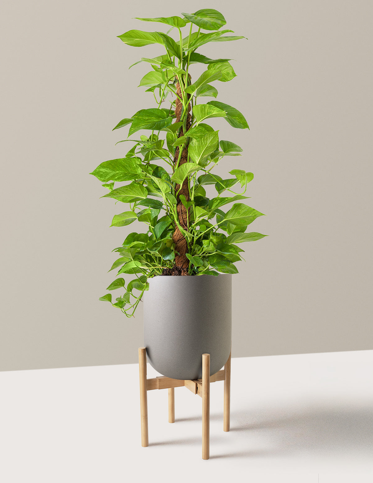Golden Pothos