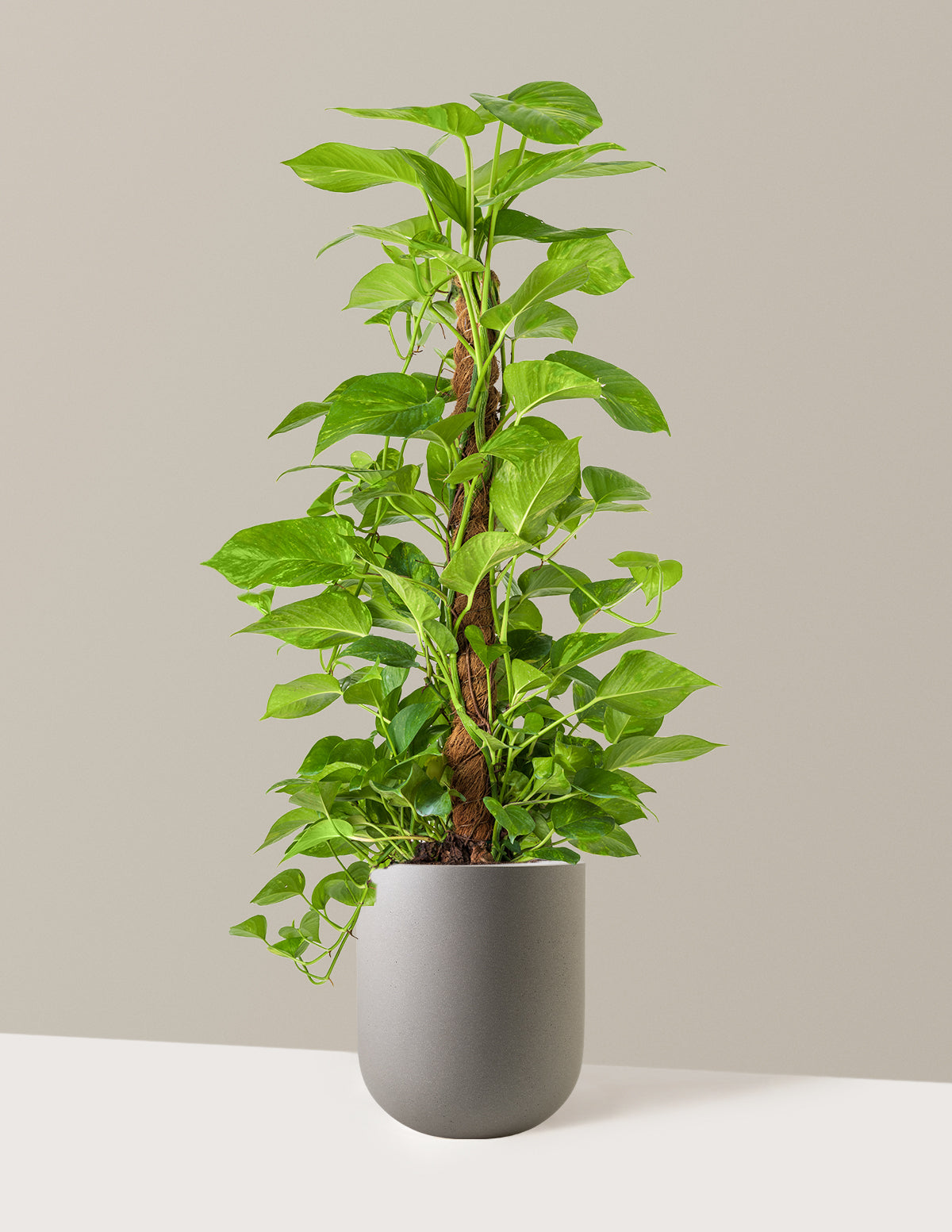 Golden Pothos