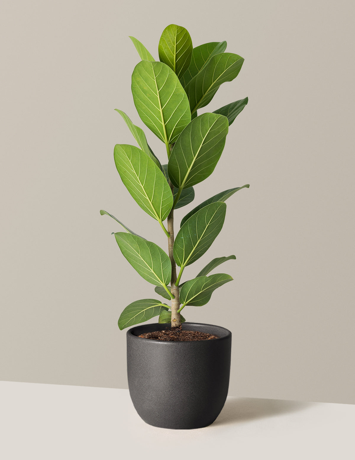 Ficus Audrey Bush
