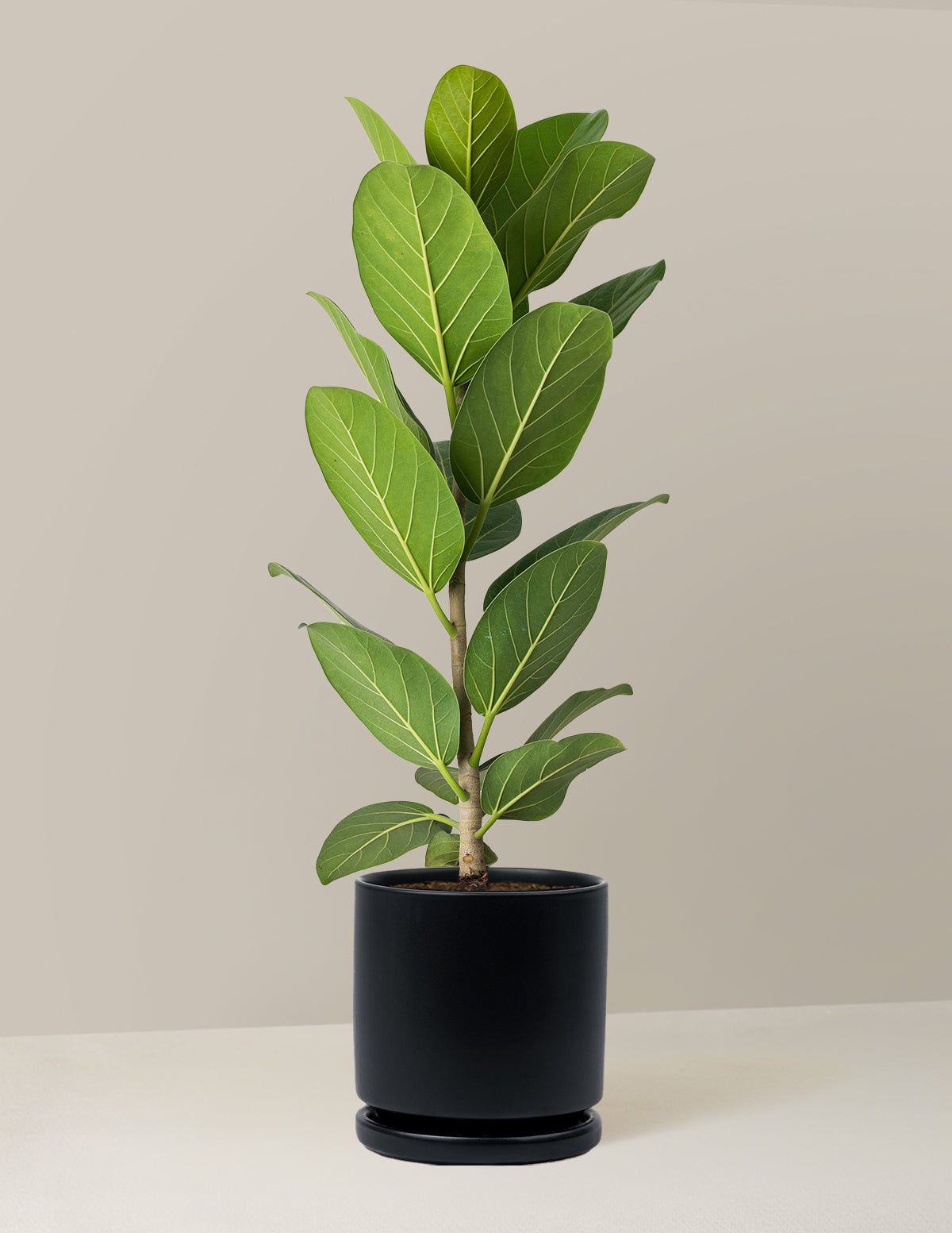 Ficus Audrey Bush