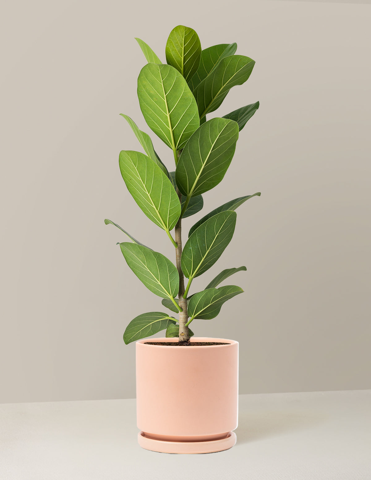 Ficus Audrey Bush