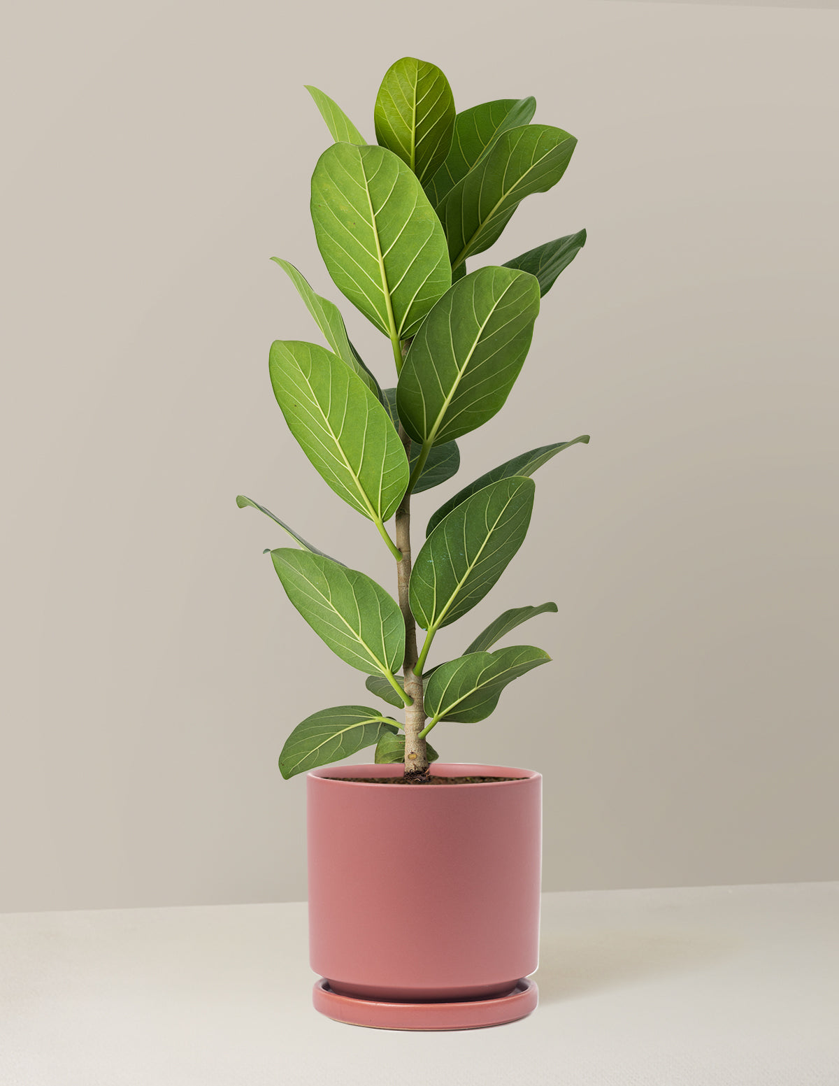 Ficus Audrey Bush