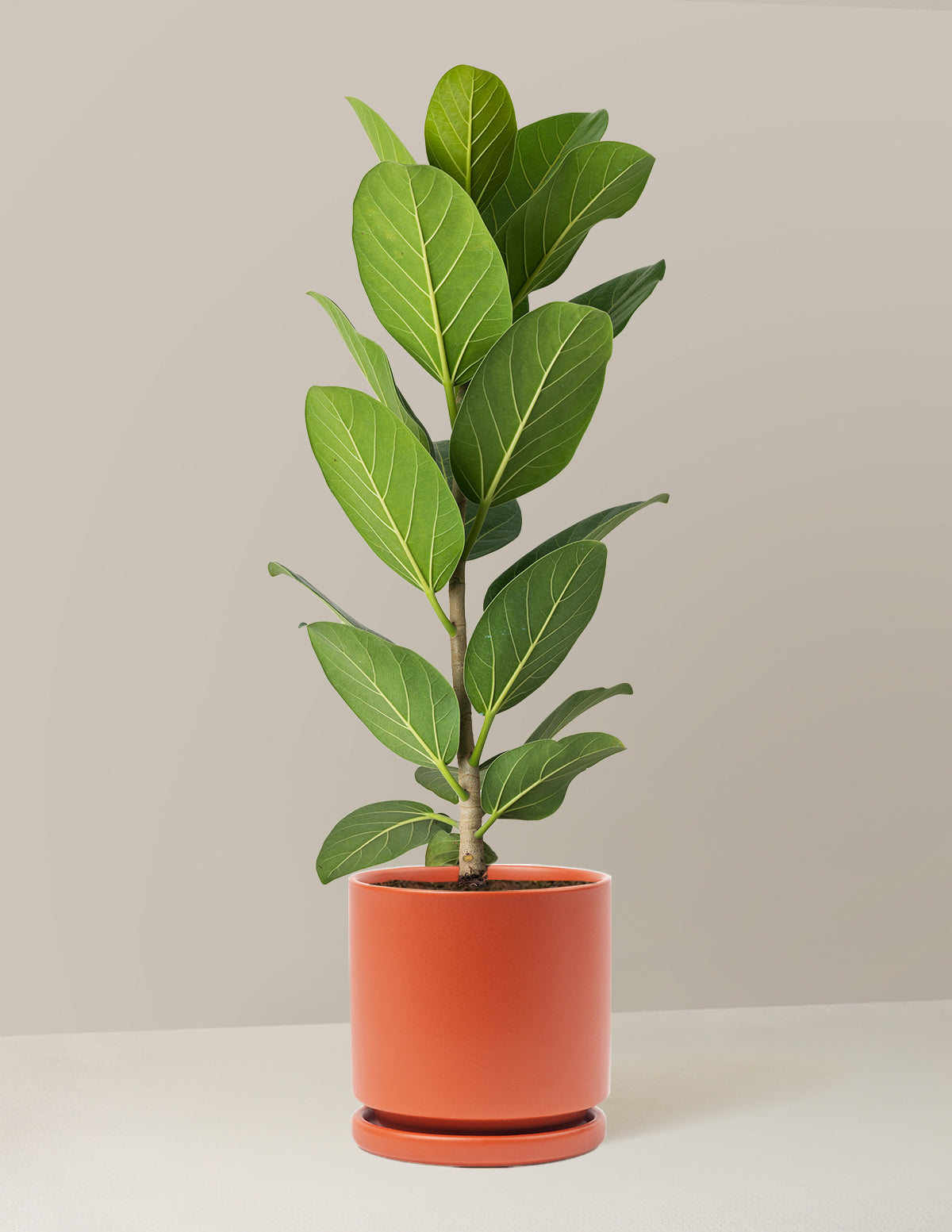 Ficus Audrey Bush