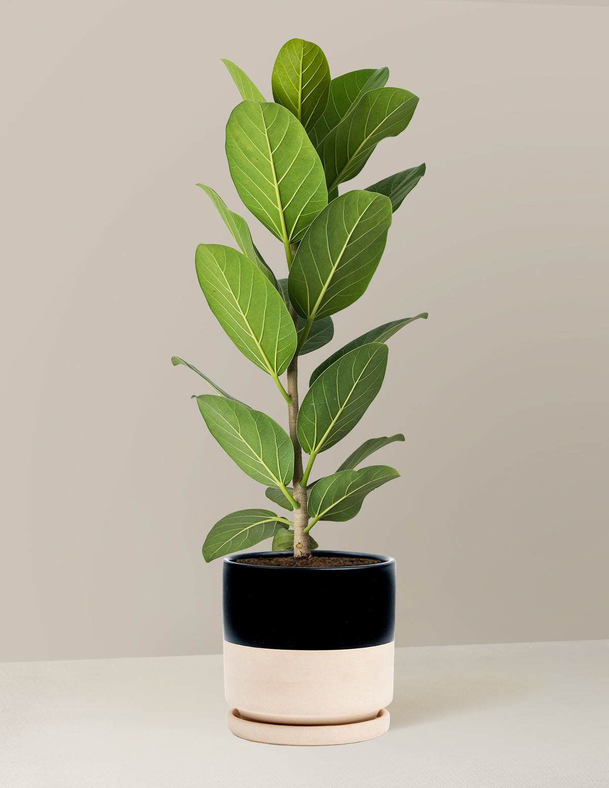 Ficus Audrey Bush