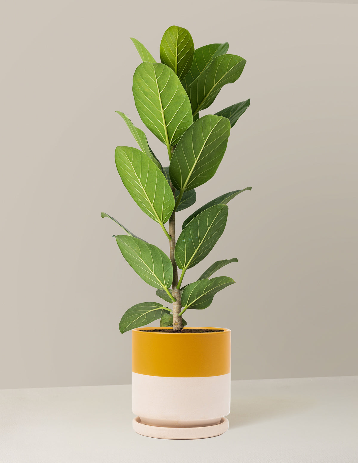 Ficus Audrey Bush