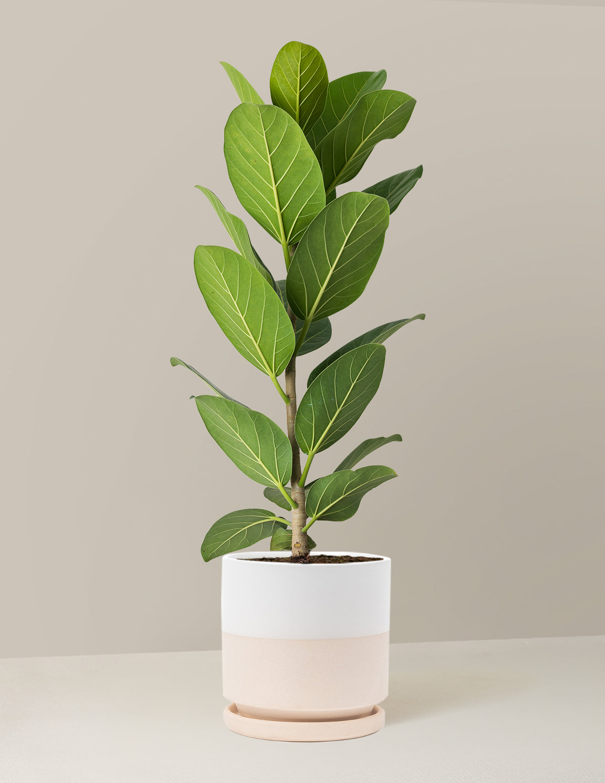 Ficus Audrey Bush
