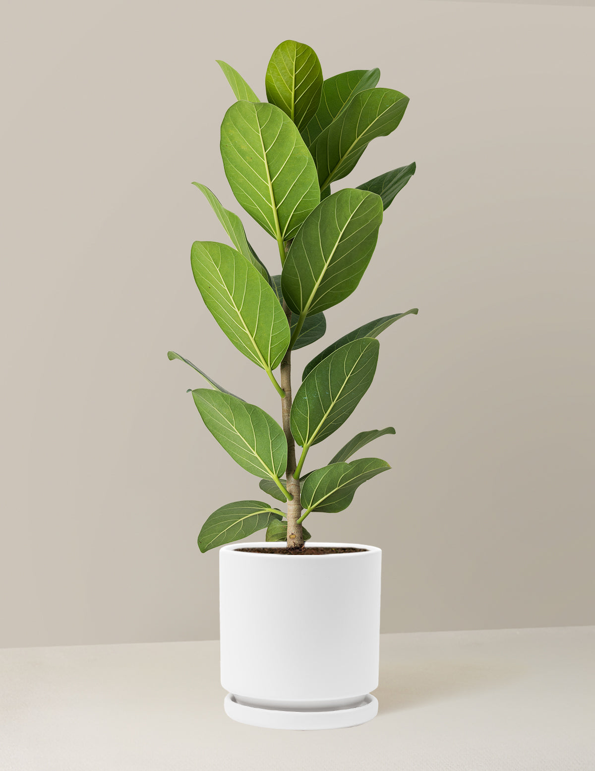 Ficus Audrey Bush