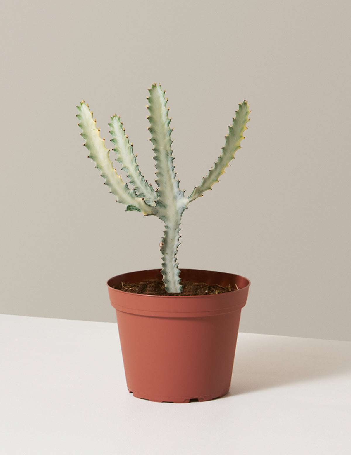 Euphorbia White Ghost