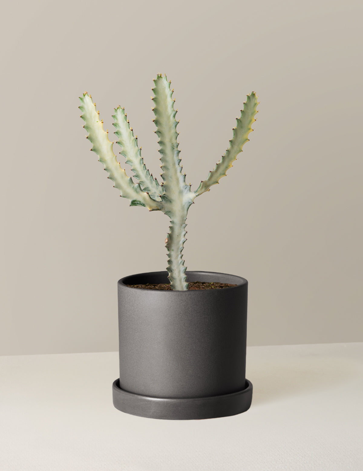 Euphorbia White Ghost