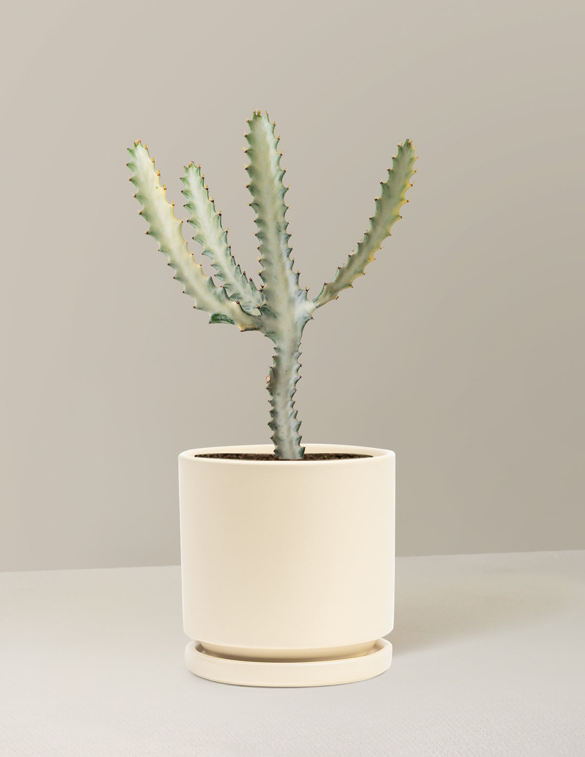 Euphorbia White Ghost