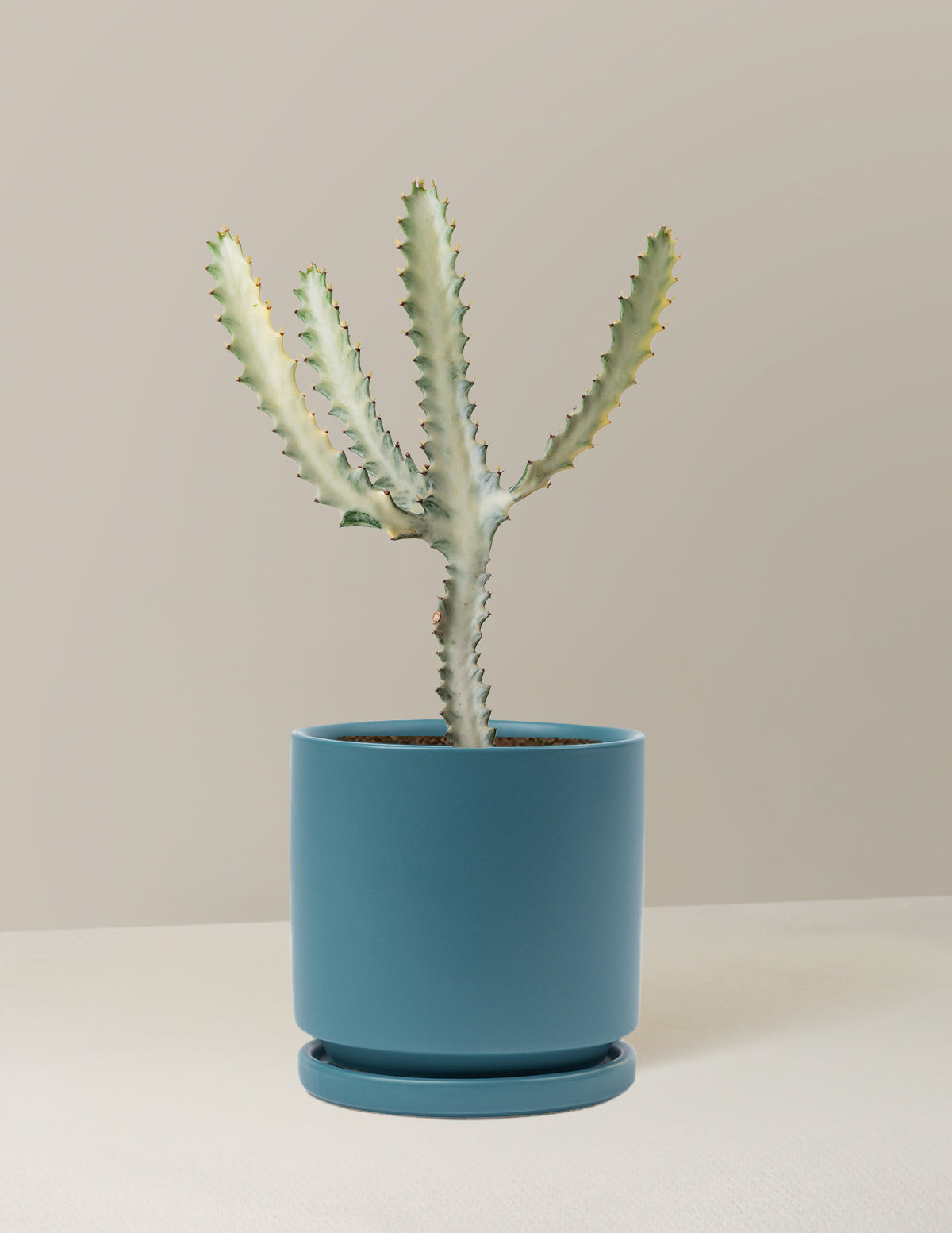 Euphorbia White Ghost