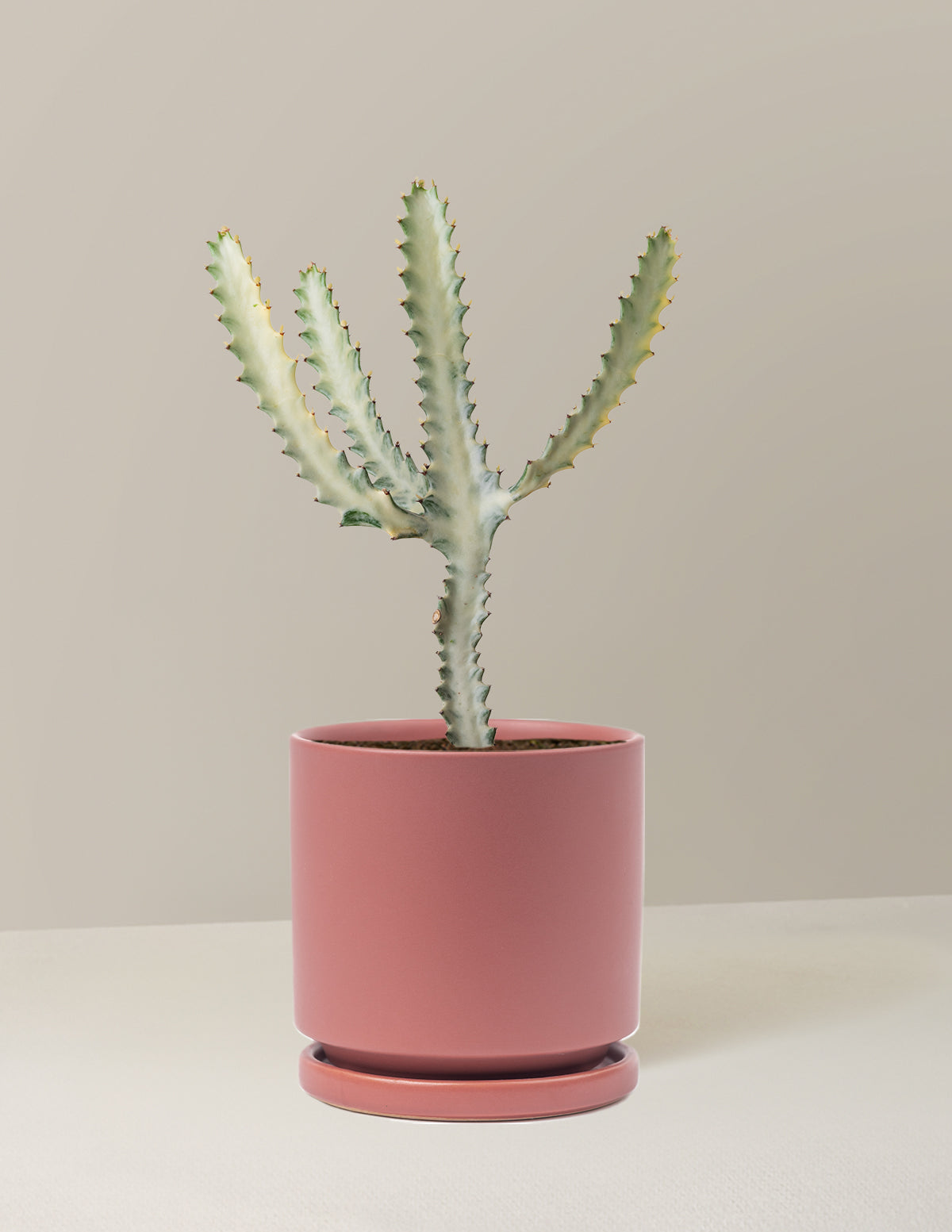 Euphorbia White Ghost