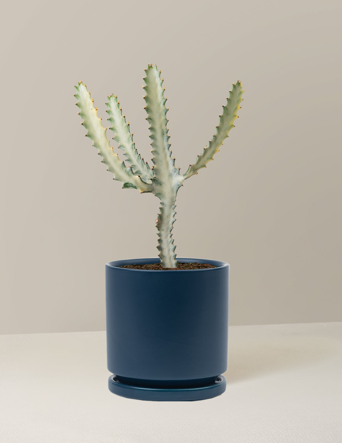 Euphorbia White Ghost