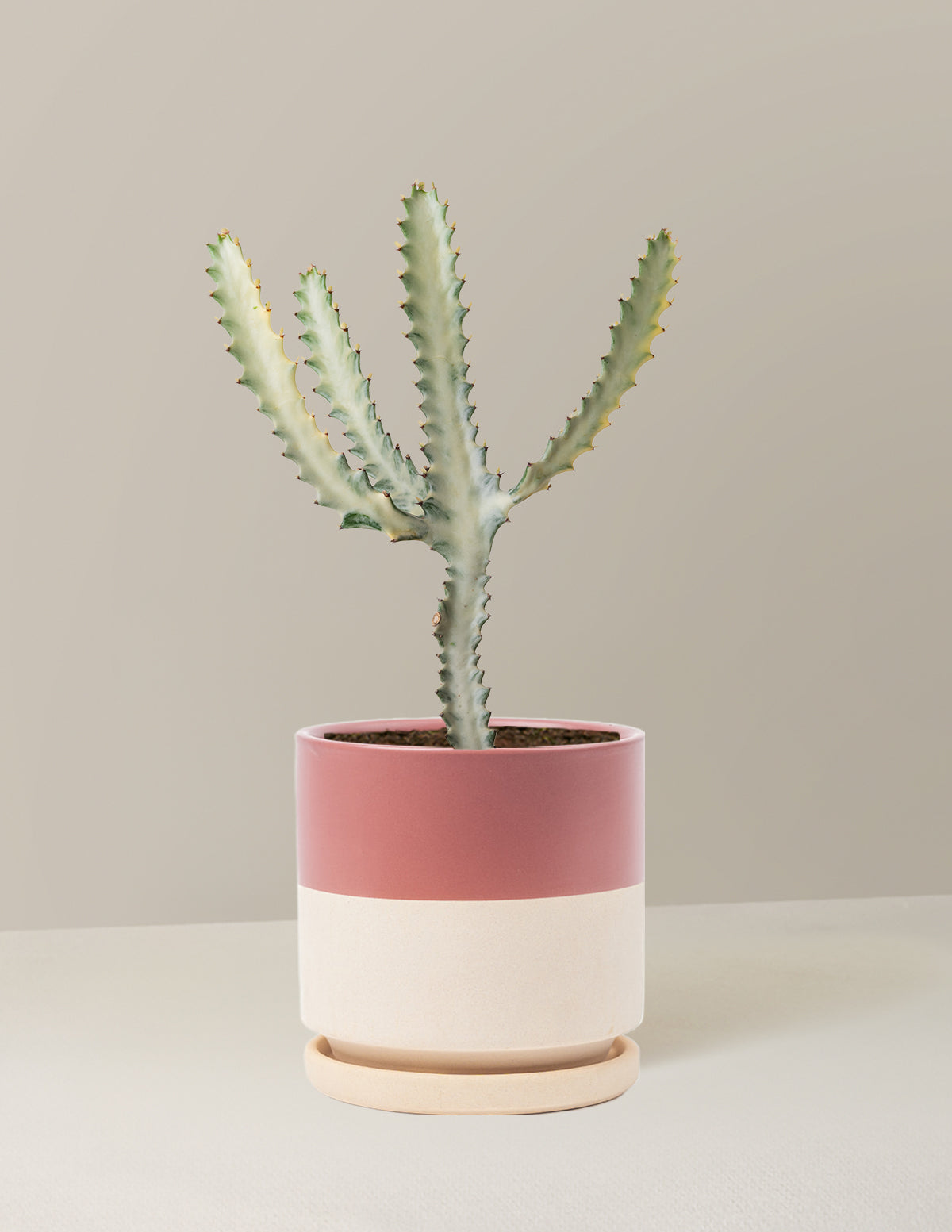 Euphorbia White Ghost