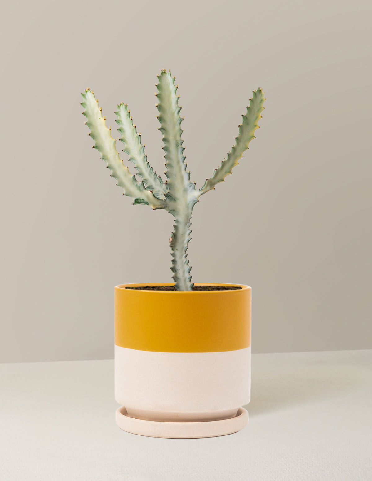 Euphorbia White Ghost