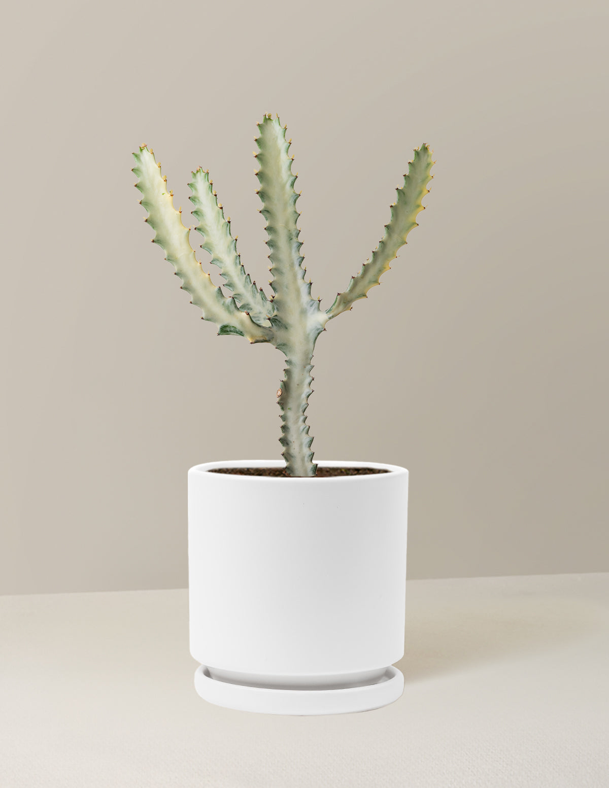Euphorbia White Ghost