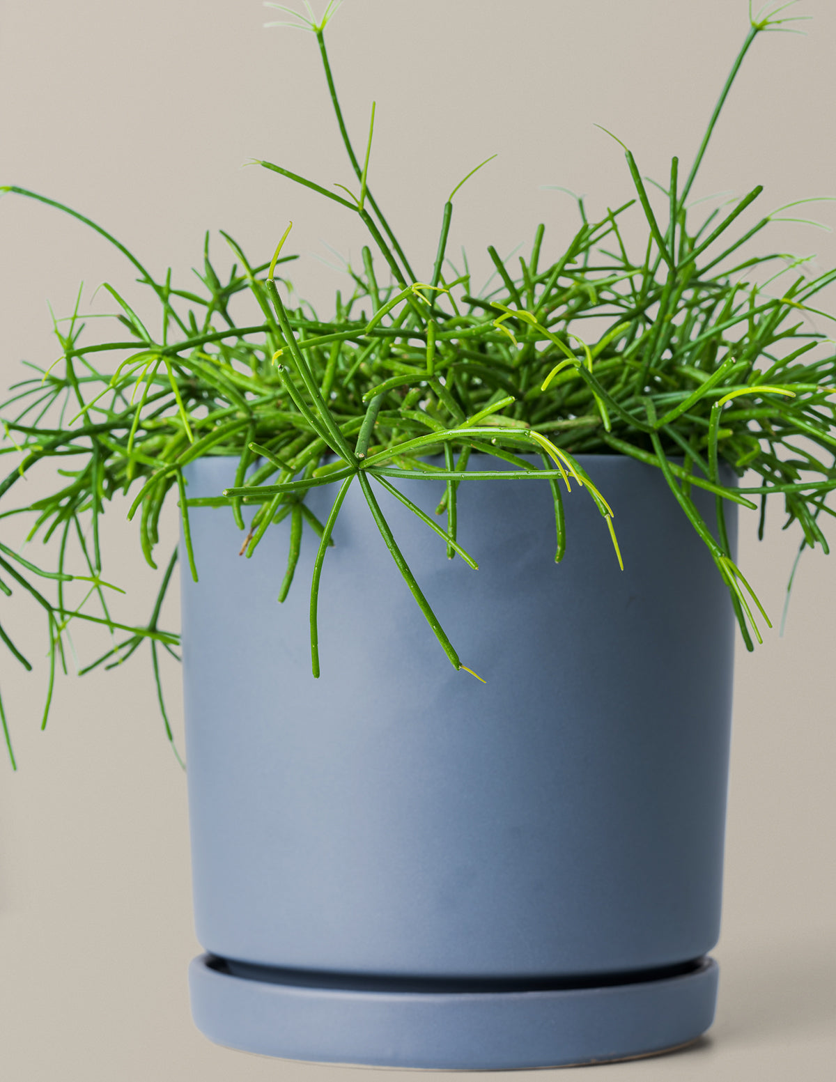 Mistletoe Cactus (Rhipsalis baccifera)