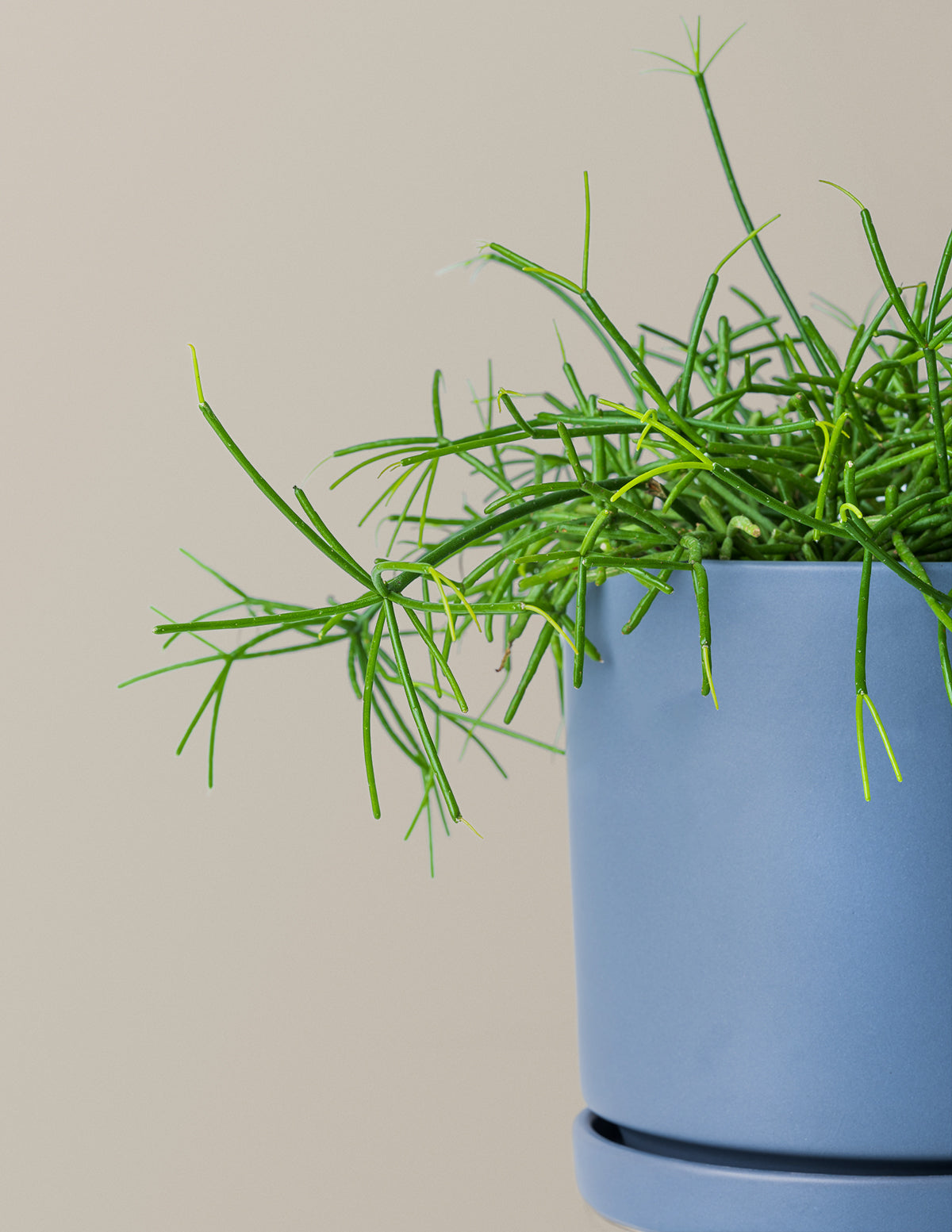 Mistletoe Cactus (Rhipsalis baccifera)