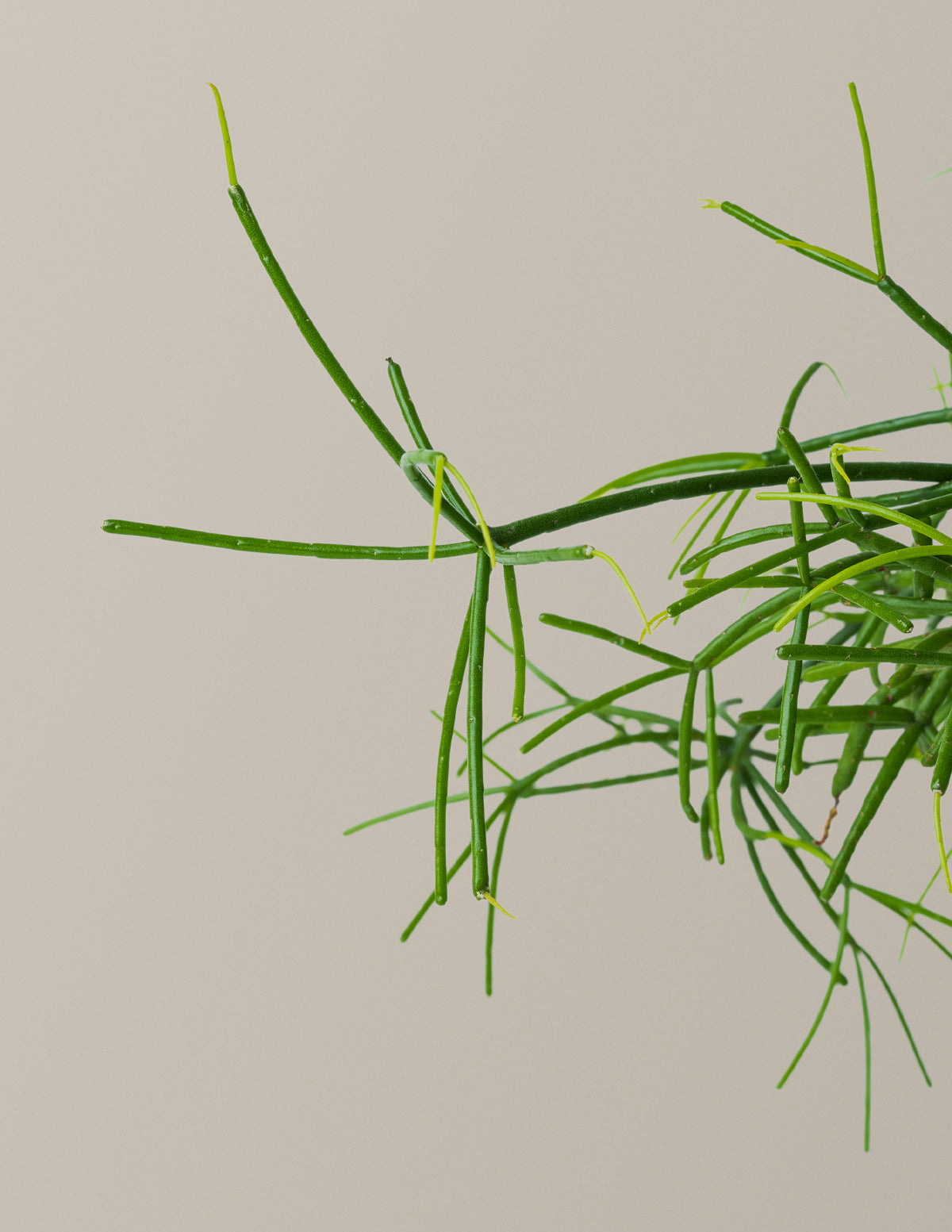 Mistletoe Cactus (Rhipsalis baccifera)