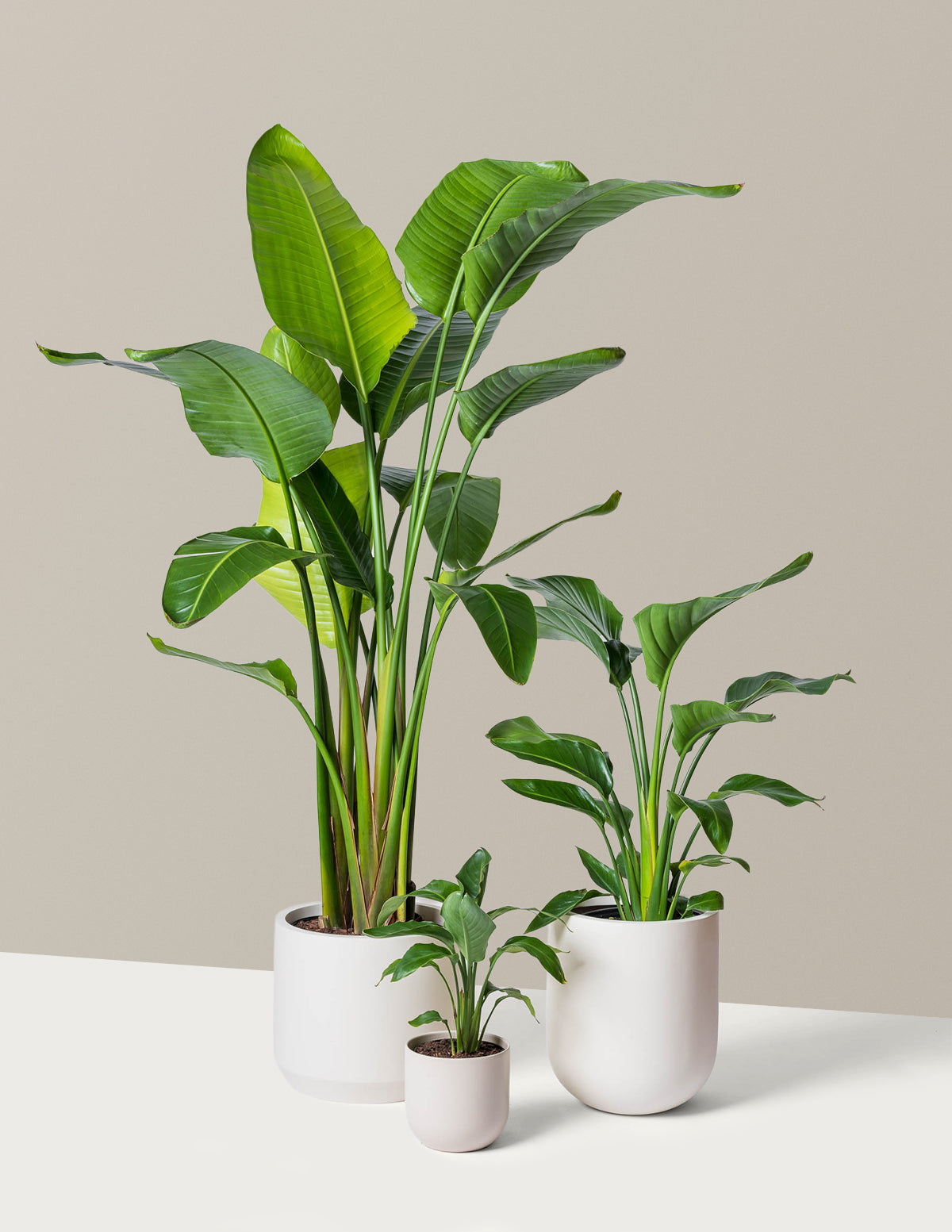 Cennet Kuşu Çiçeği (Strelitzia)