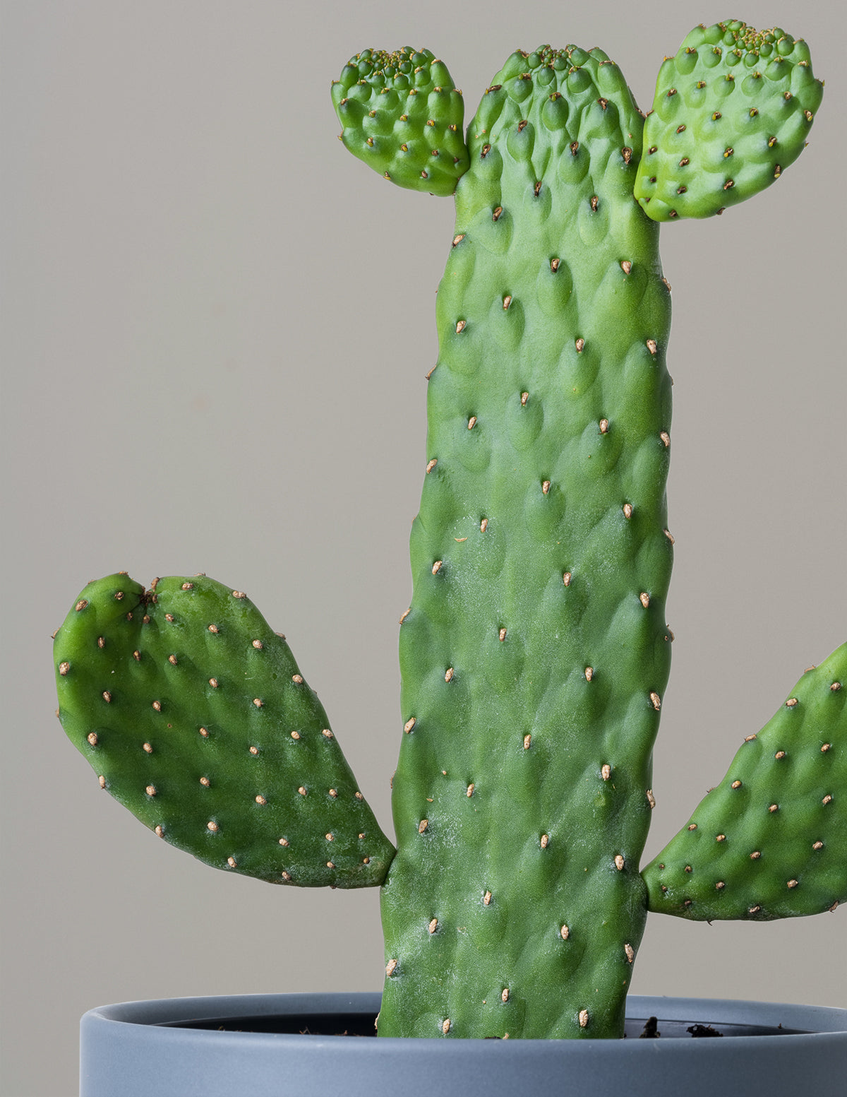 Opuntia monacantha 'Joseph's Coat' - Dikenli İncir Kaktüsü
